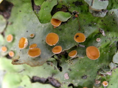 Pseudocyphellaria homoeophylla