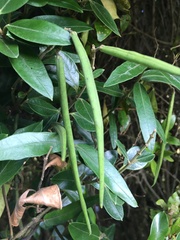 Parsonsia heterophylla