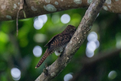 Cacomantis merulinus