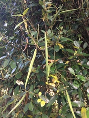 Parsonsia heterophylla