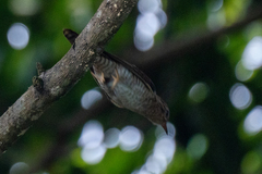 Cacomantis merulinus