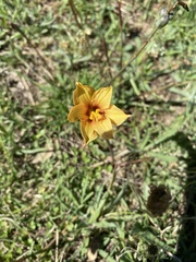 Zephyranthes tubispatha