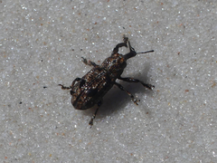 Orthorhinus
