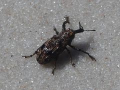 Orthorhinus