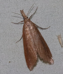 Donacaula melinellus