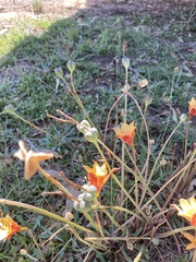 Zephyranthes tubispatha