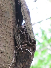Certhia americana