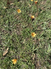 Zephyranthes tubispatha