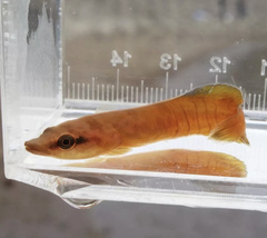 Lepadichthys misakius