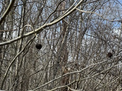 Alnus maritima