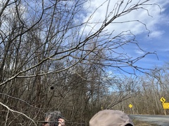 Alnus maritima