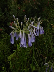 Agapanthus inapertus