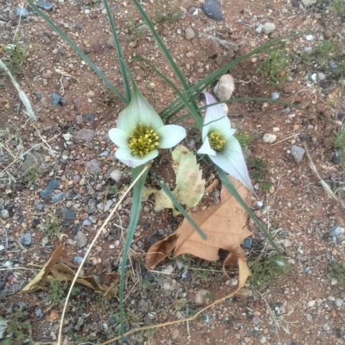 Colchicum melanthioides