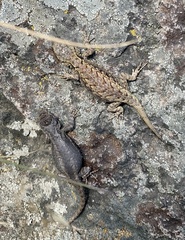 Sceloporus anahuacus