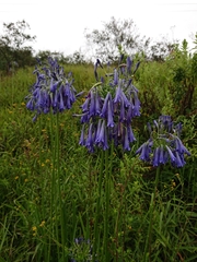 Agapanthus inapertus