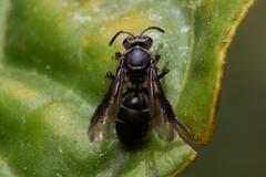 Neocorynura