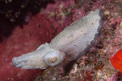Sepia bandensis