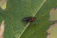 Diaphorinae