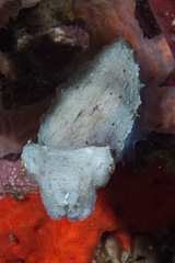 Sepia bandensis