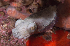 Sepia bandensis