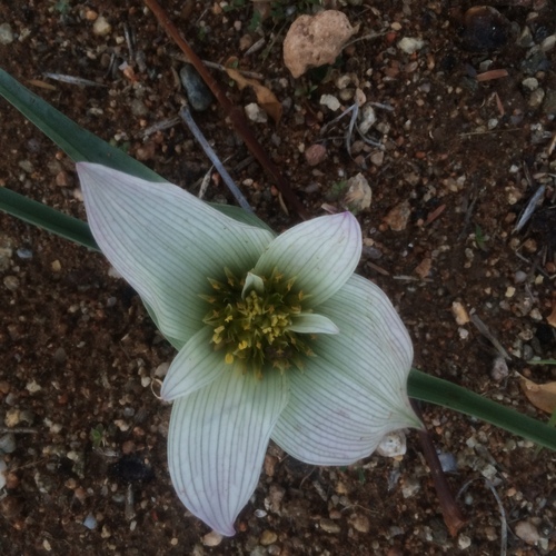 Colchicum melanthioides
