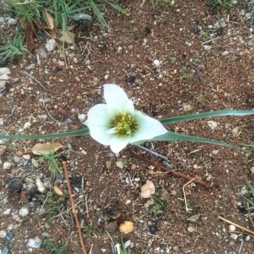 Colchicum melanthioides