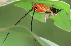 Leuconitocris nigricornis