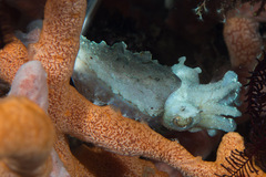 Sepia bandensis
