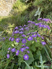 Pericallis echinata image