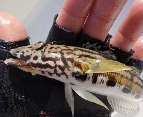 Kamohara sandperch (Parapercis kamoharai) — Pinguipedidae — 2