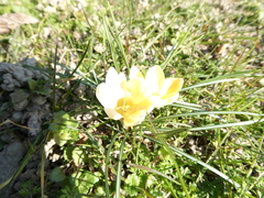 Crocus chrysanthus