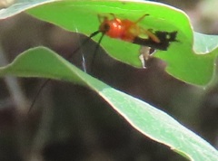 Leuconitocris nigricornis