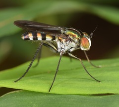 Plagioneurus univittatus