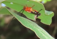 Leuconitocris nigricornis
