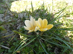 Crocus chrysanthus