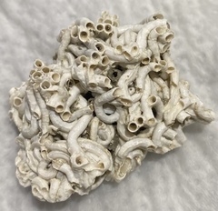 Spirobranchus triqueter