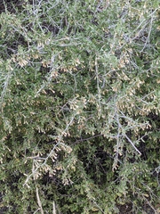 Lycium exsertum