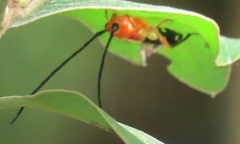 Leuconitocris nigricornis