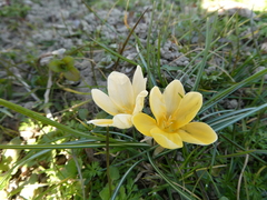 Crocus chrysanthus