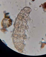 Tardigrada