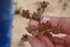 Mesembryanthemum nodiflorum