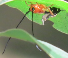 Leuconitocris nigricornis