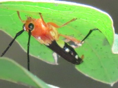 Leuconitocris nigricornis