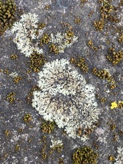 Phaeophyscia