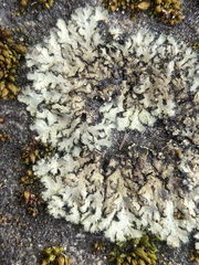 Phaeophyscia