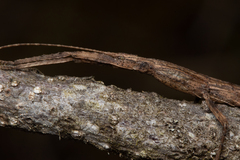 Libethra