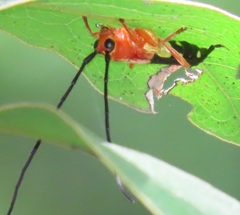 Leuconitocris nigricornis
