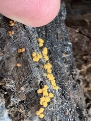 Hemitrichia calyculata