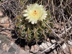 Parodia erinaceus