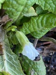 Primula